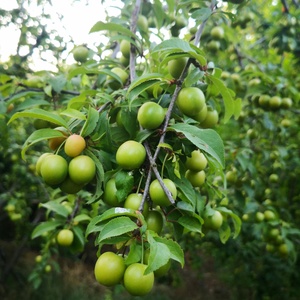 pexels-mudrik-h-amin-1252431-2485430jpg